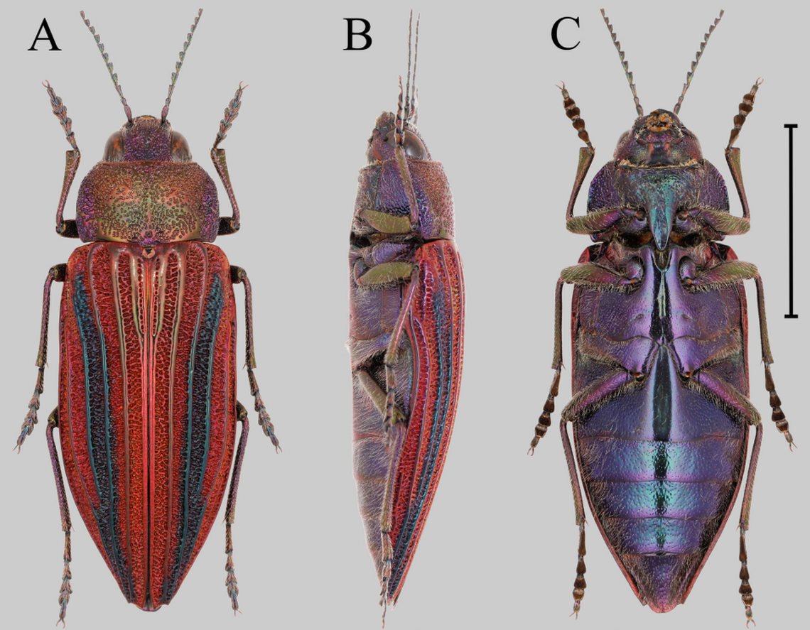 A Buprestis (Akiyamaia) gengmini, or Geng-Min’s jewel beetle, as seen from the top, side and bottom.