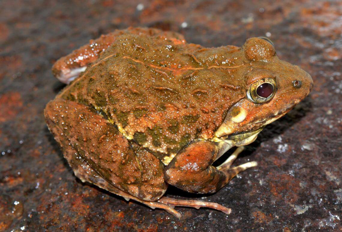 A Minervarya ghatiborealis, or Mahabaleshwar cricket frog.