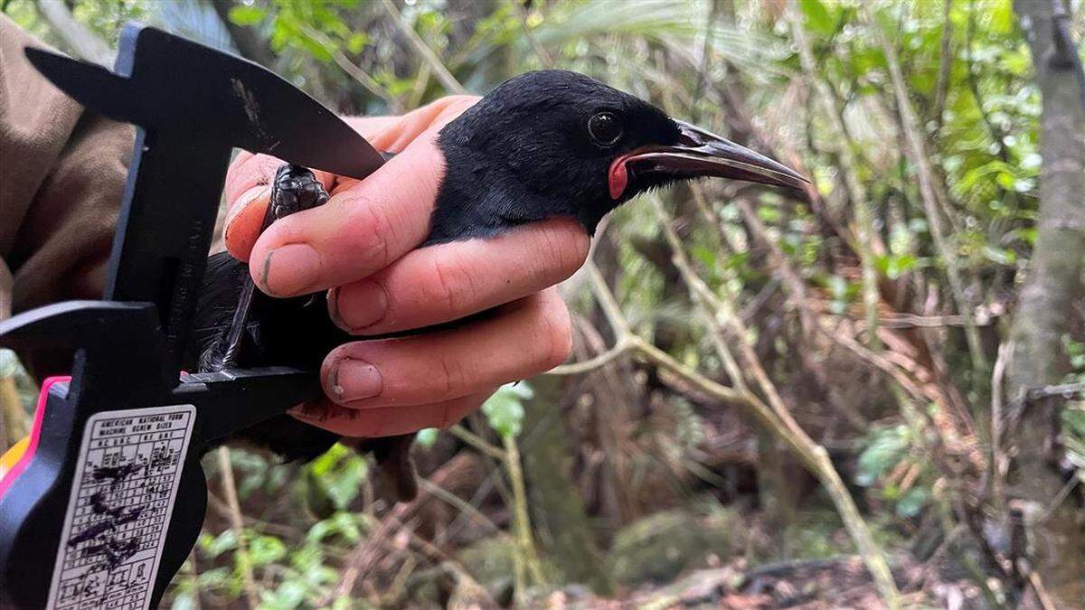A total of 40 saddlebacks were reintroduced on the small, uninhabited island, officials said.