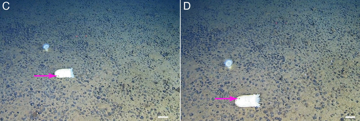 Up-close photos show a sea anemone rolling on the seafloor. Purple arrows mark a dark blotch on its body for reference.