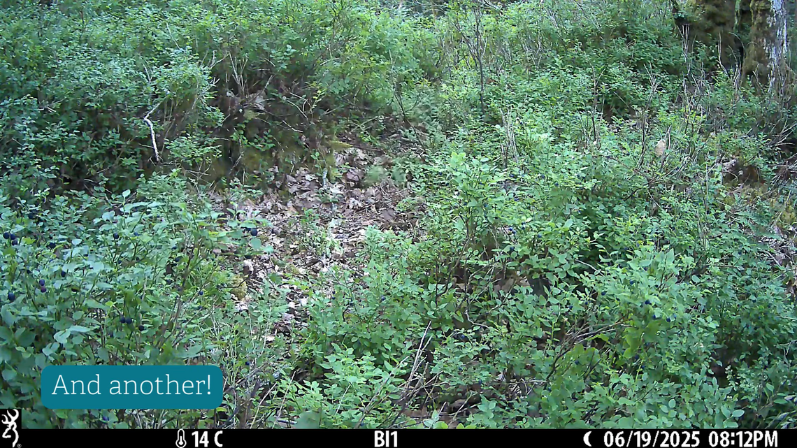 Trail cameras in Devon, England, showed the first pine marten babies born after conservationists reintroduced the locally extinct species.