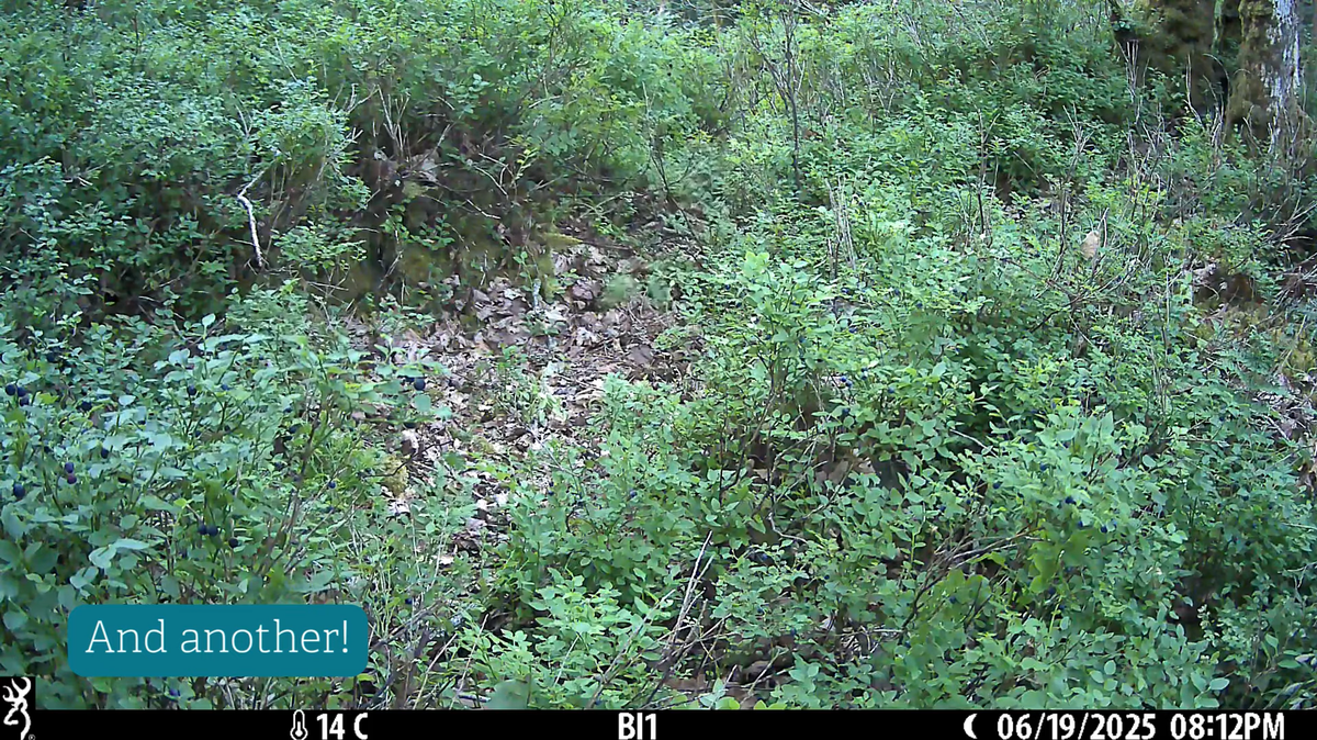 Trail cameras in Devon, England, showed the first pine marten babies born after conservationists reintroduced the locally extinct species.