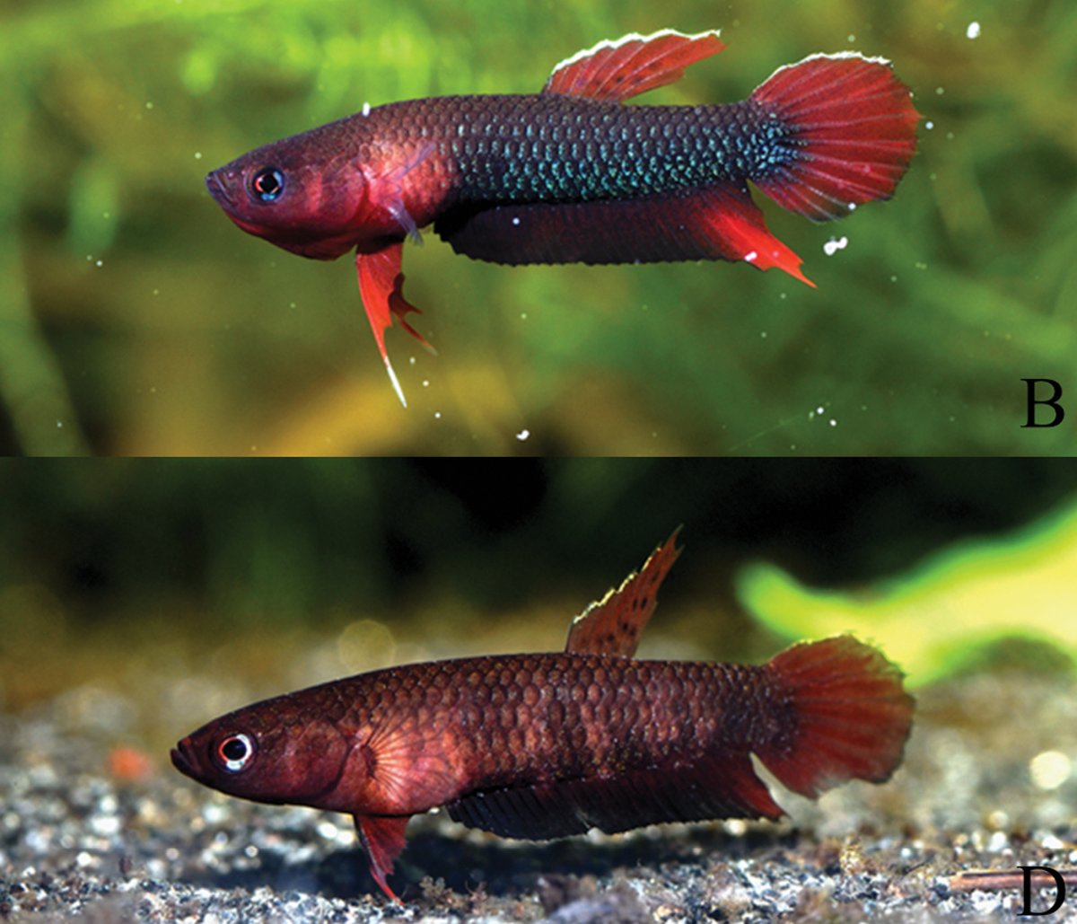 The new species has iridescent blue patches around its iris, researchers said.