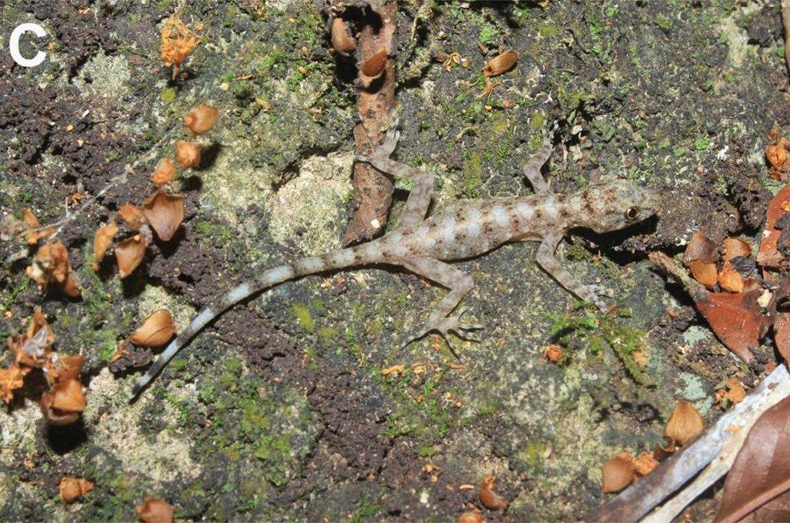 A female Cnemaspis enneaporus, or Sai Yok rock gecko, in its natural habitat.