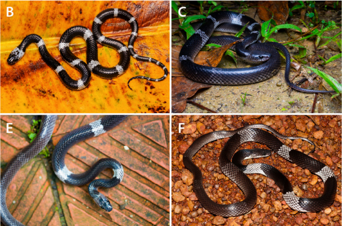 Several Lycodon neomaculatus, or Indochinese banded wolf snakes.