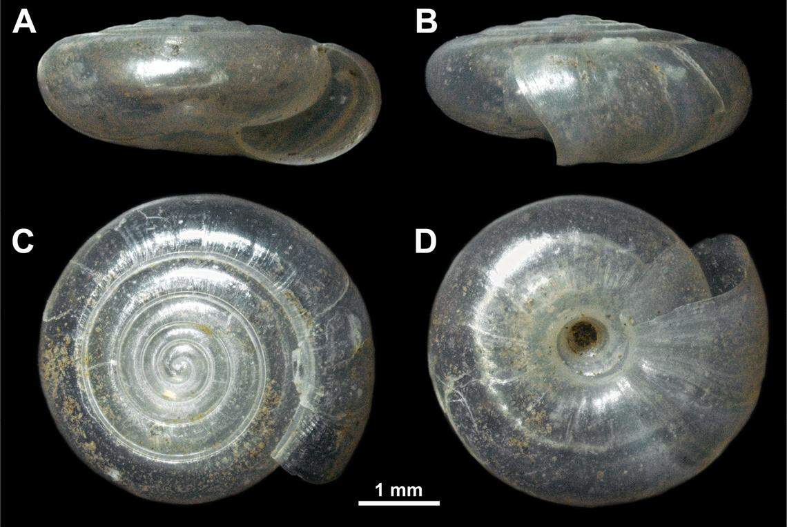 The shell of a Vitrea virgo, or the Mt. Devica crystal snail.