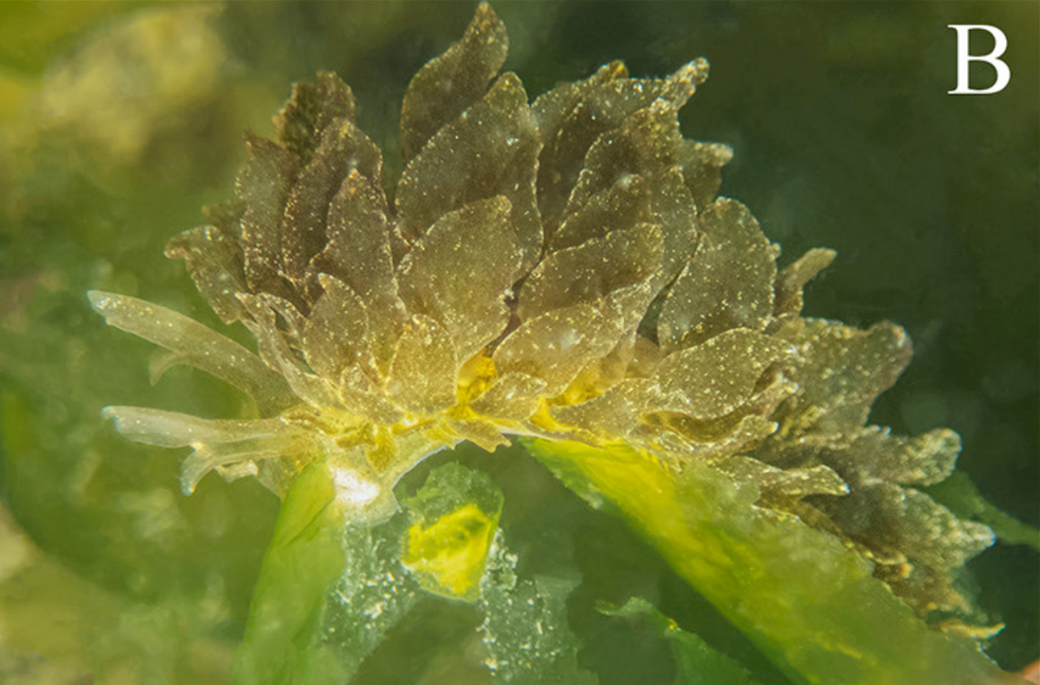 The Caliphylla mediterranea sea slug seen at Passetto Beach in Ancona, Italy.