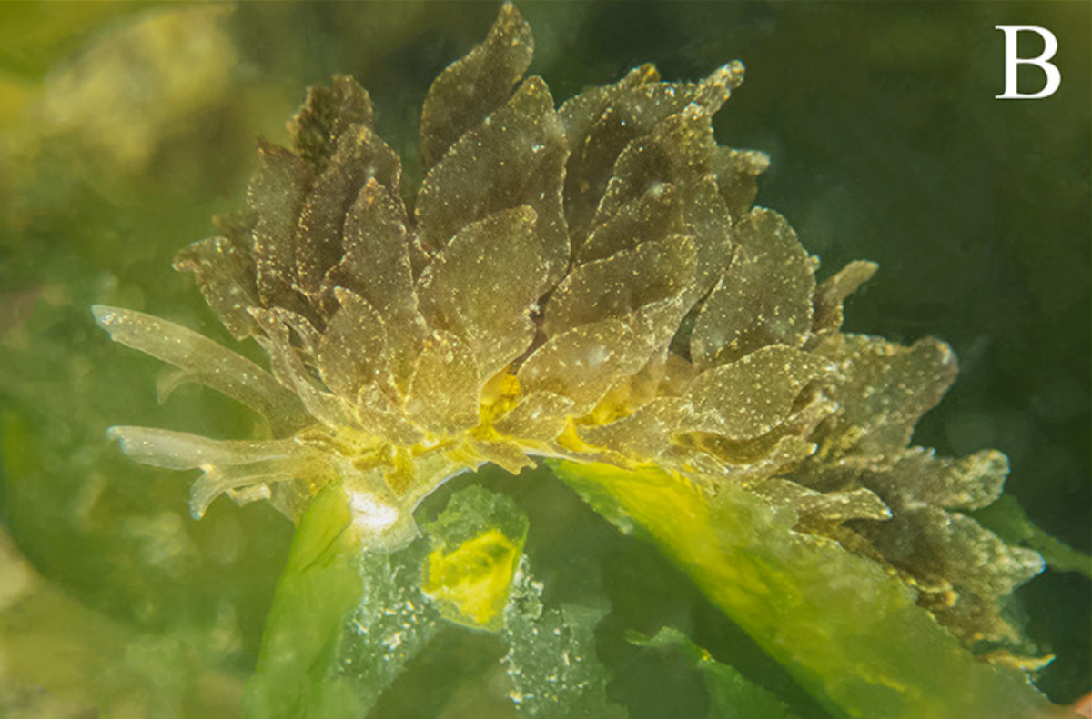 The Caliphylla mediterranea sea slug seen at Passetto Beach in Ancona, Italy.