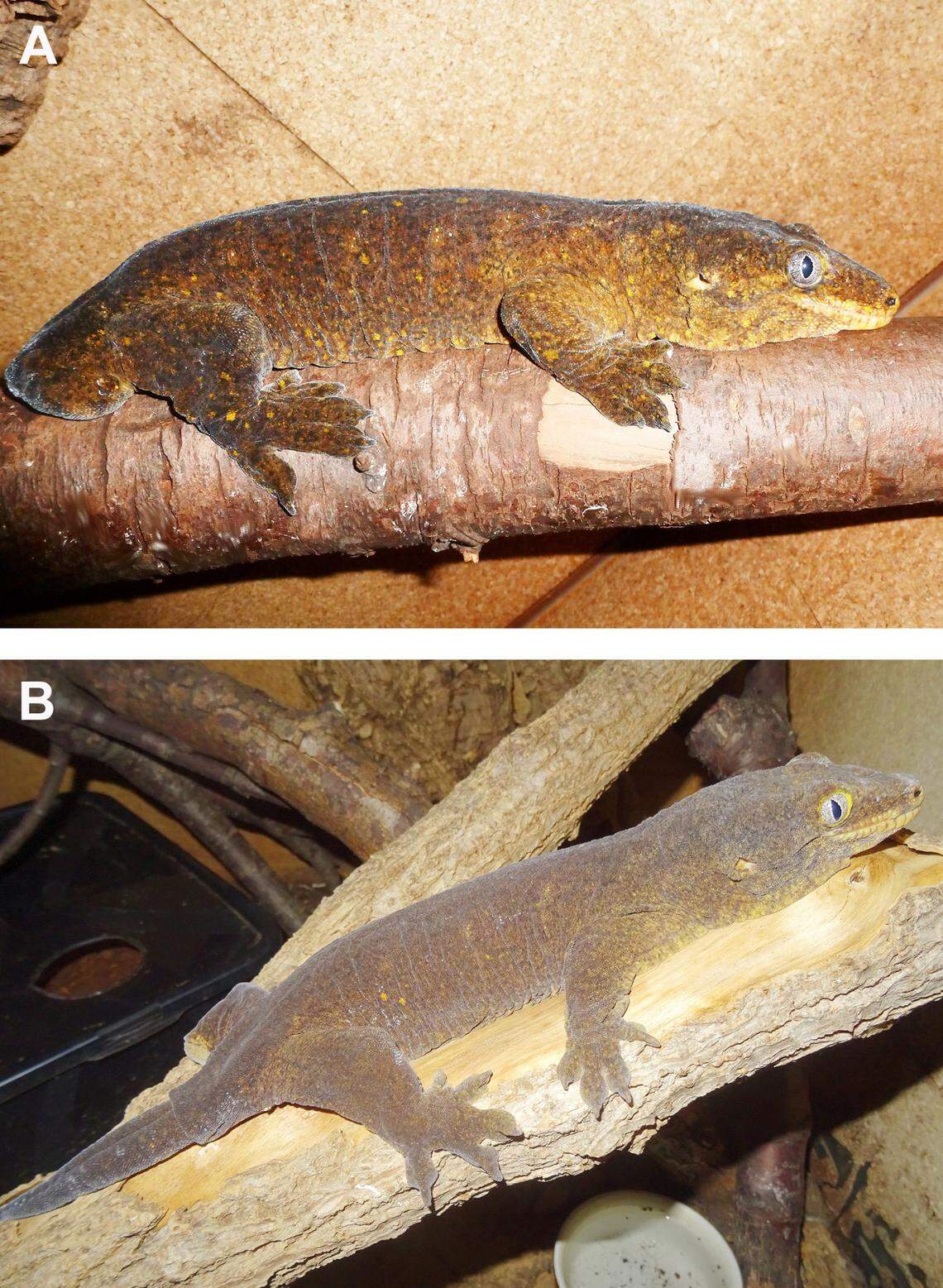 Two Rhacodactylus willihenkeli, or Willi’s giant geckos, kept in a terrarium for decades.