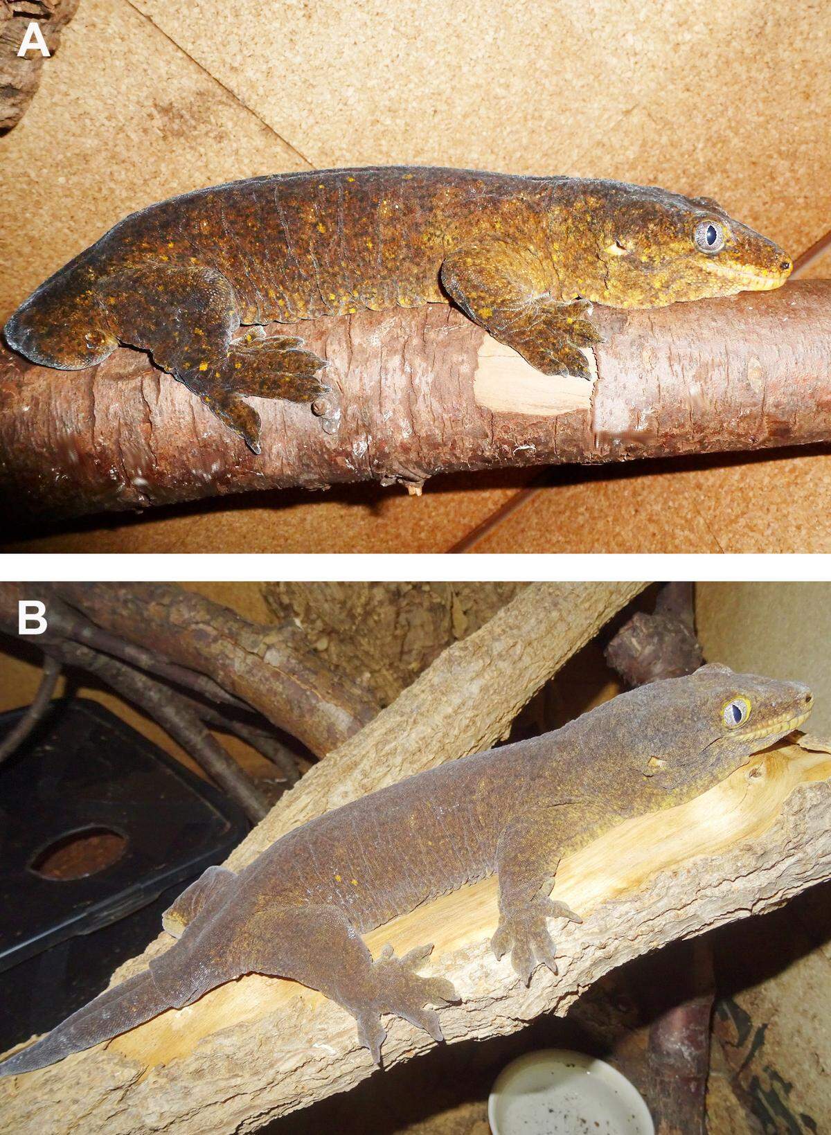 Two Rhacodactylus willihenkeli, or Willi’s giant geckos, kept in a terrarium for decades.