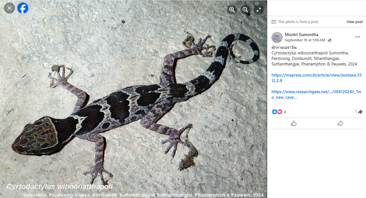 A Cyrtodactylus wiboonatthapoli, or Erawan bent-toed gecko.