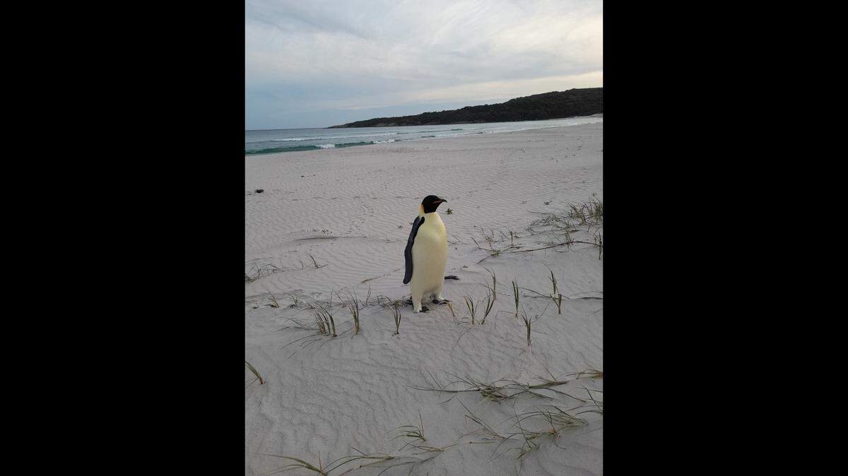 A beachgoer in Western Australia spotted a lost emperor penguin. Wildlife experts rescued the malnourished Antarctic bird and took it to rehabilitation center.