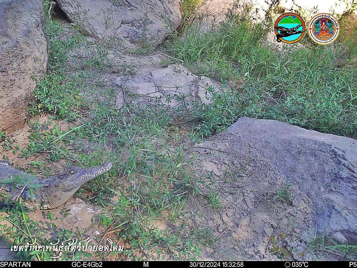 The Siamese crocodile seen at Yod Dom Wildlife Sanctuary.