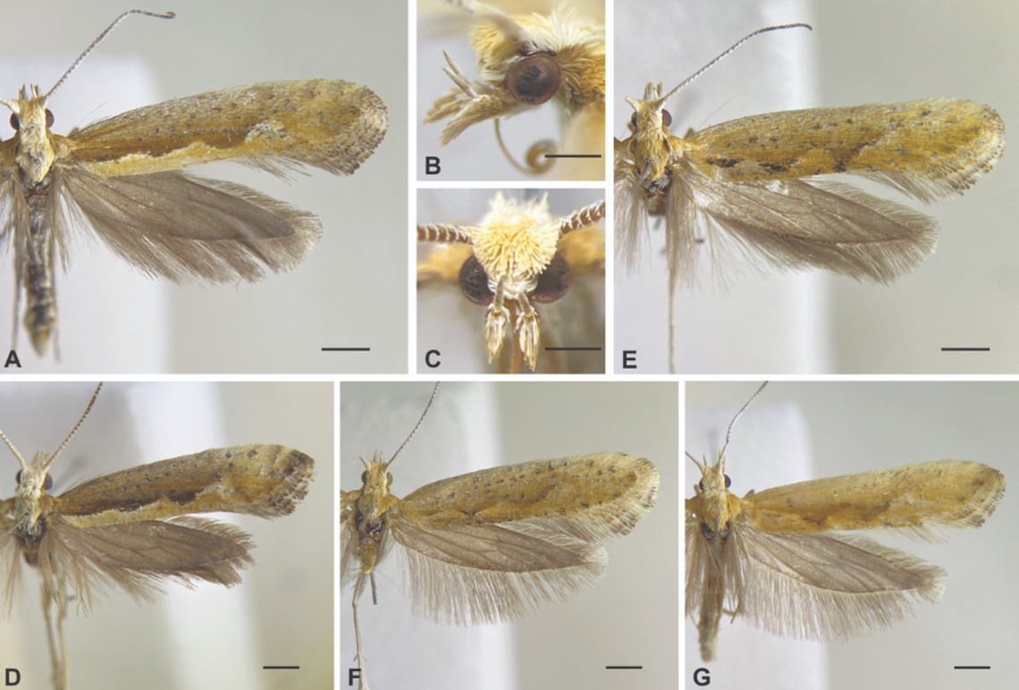 Plutella copaquillaensis is a new species of moth discovered in the Andres Mountains in Chile.