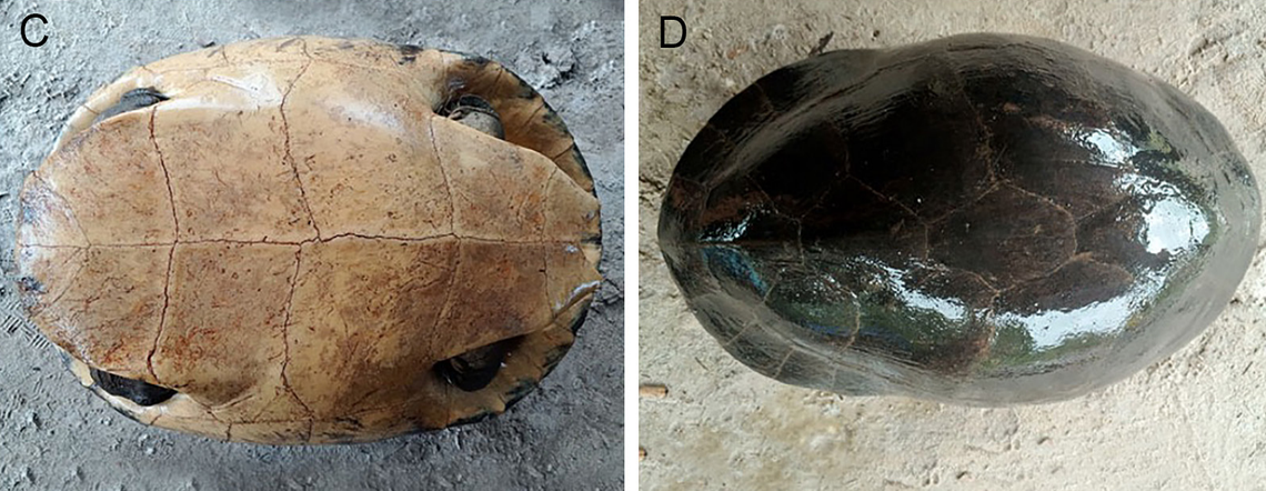 Two views of the Malaysian giant turtle, or Orlitia borneensis, seen on Belitung Island.