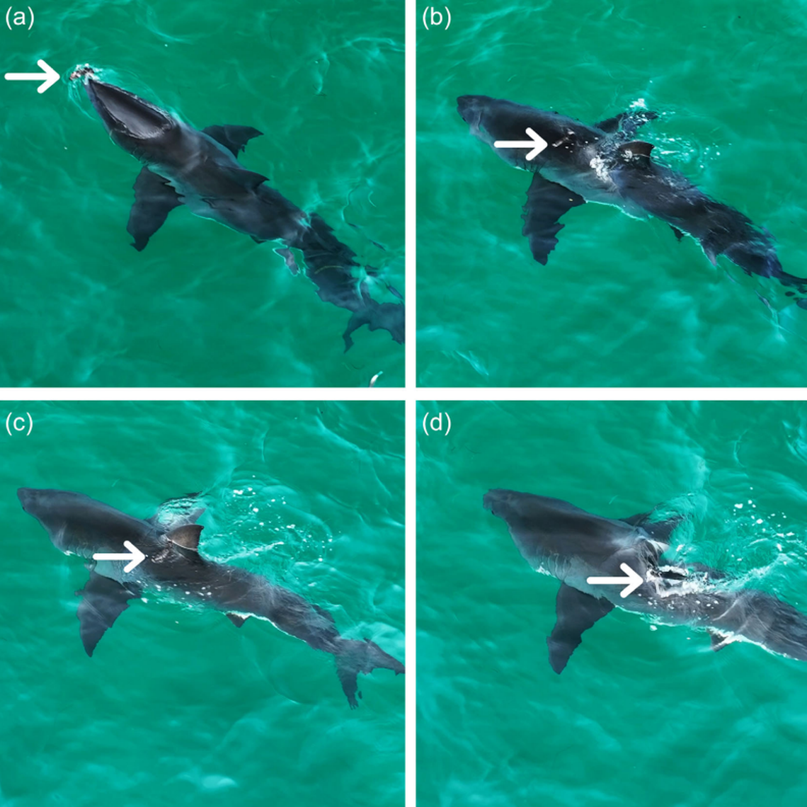 The previously unknown behavior of rotating their dorsal fins to possible investigate surface objects was captured using a drone, researchers said.