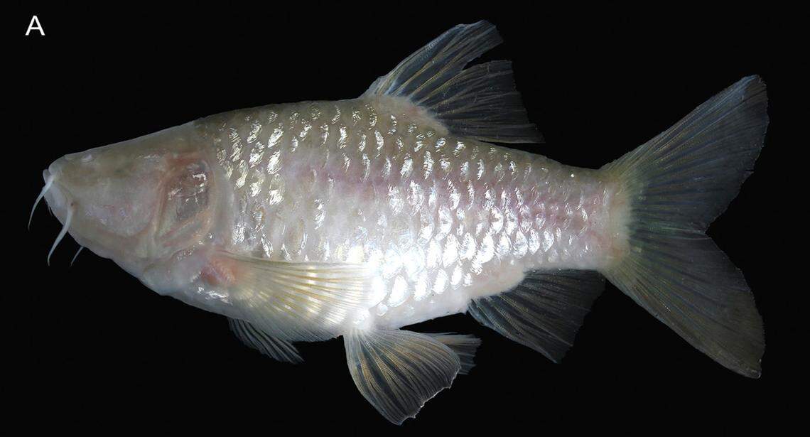 A Barbodes klapanunggalensis, or Klapanunggal blind cave barb.