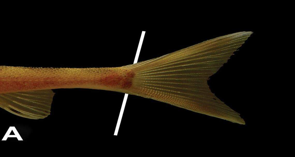 A close-up view of the tail of a Balitora dehouensis, or Dehou heterocercal stone loach.