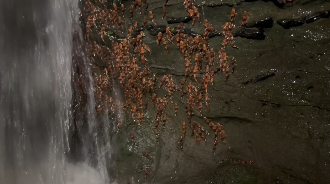 A large number of Bumblebee catfish, or Rhyacoglanis paranensis, seen climbing a waterfall in Mateo Grosso do Sul, Brazil.