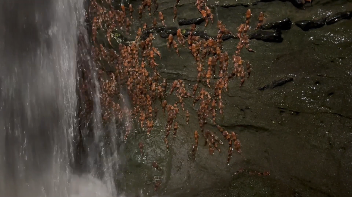 A large number of Bumblebee catfish, or Rhyacoglanis paranensis, seen climbing a waterfall in Mateo Grosso do Sul, Brazil.
