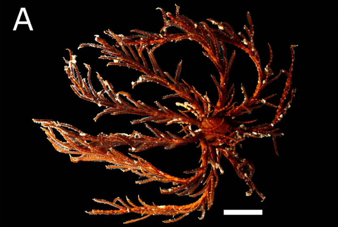 A Nesometra integra, or complete feather star, in preservation.