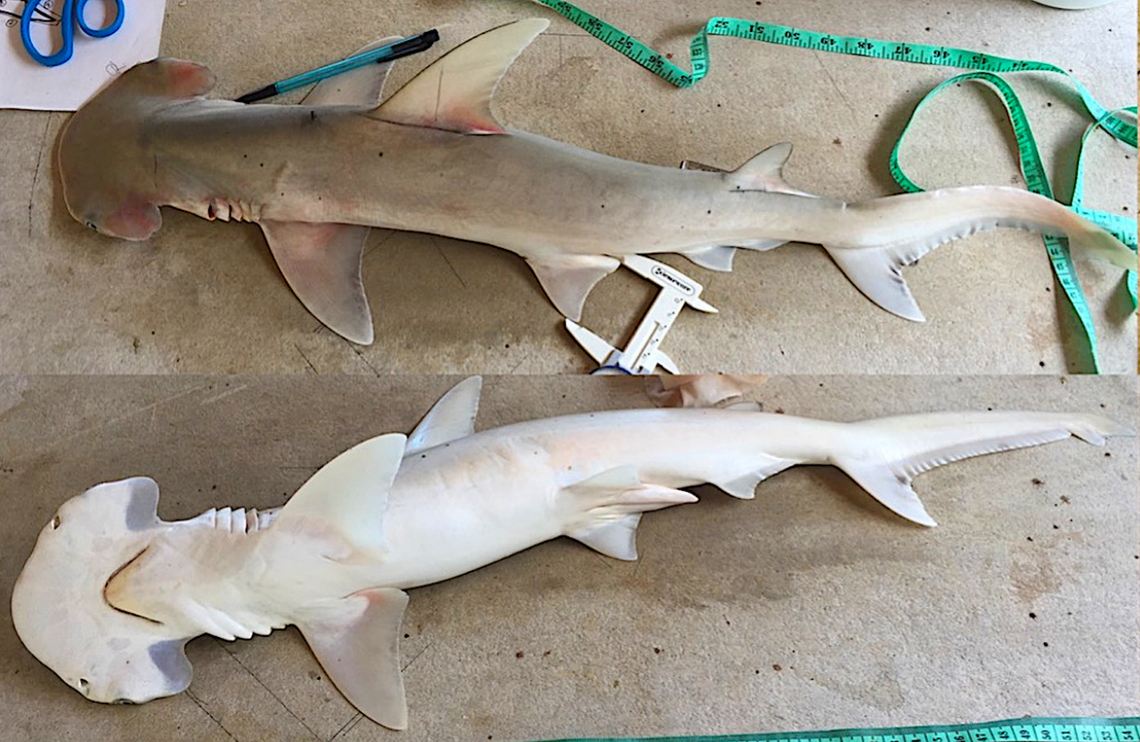 A Sphyrna alleni, or shovelbill shark, as seen from above and below.