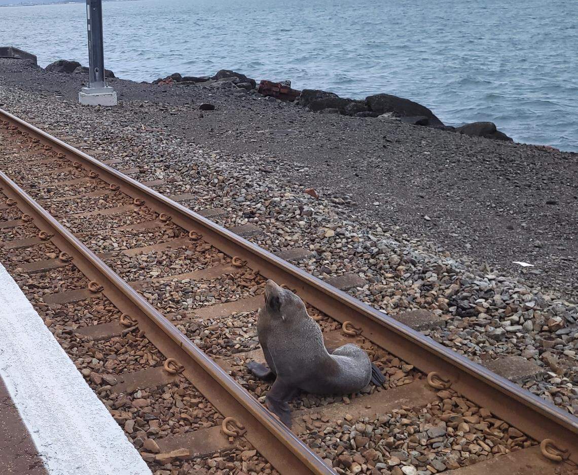 The fur seal was found in the middle of a railway track just outside of Wellington.