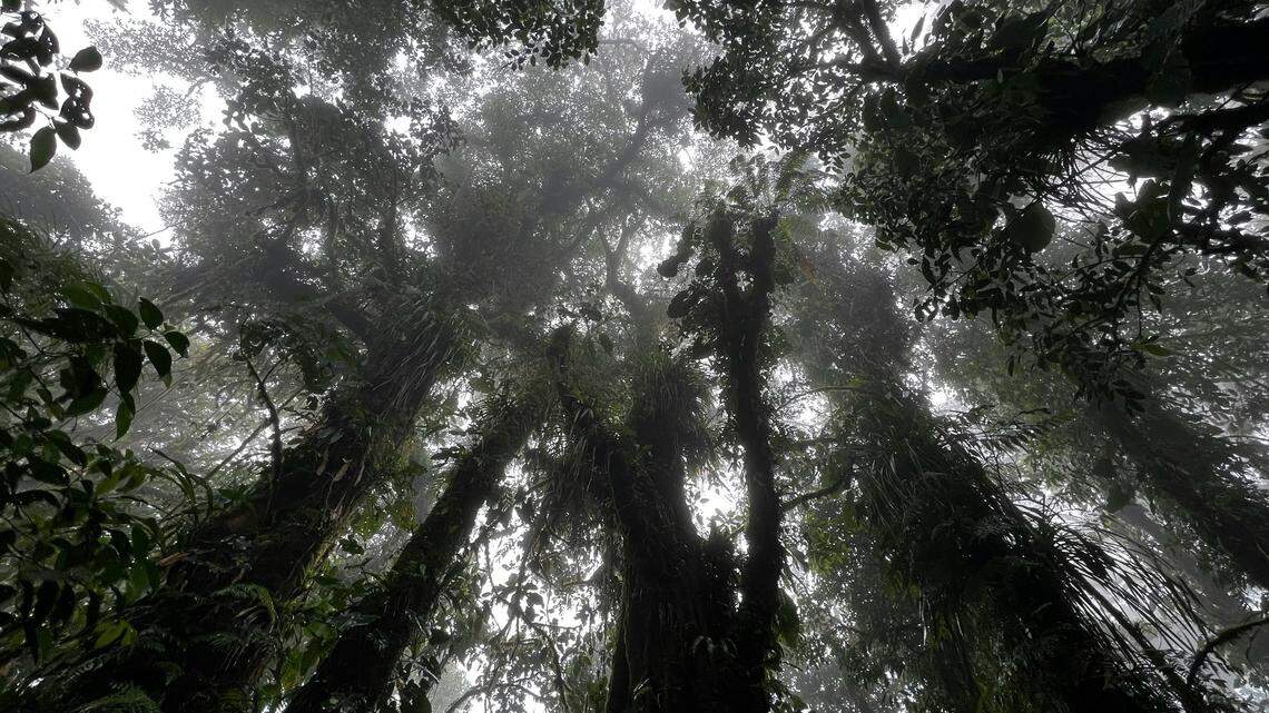 The new orb-weaver species was one of three significant discoveries made during a survey at Ecuador’s Tiputini Biodiversity Station, researchers said.