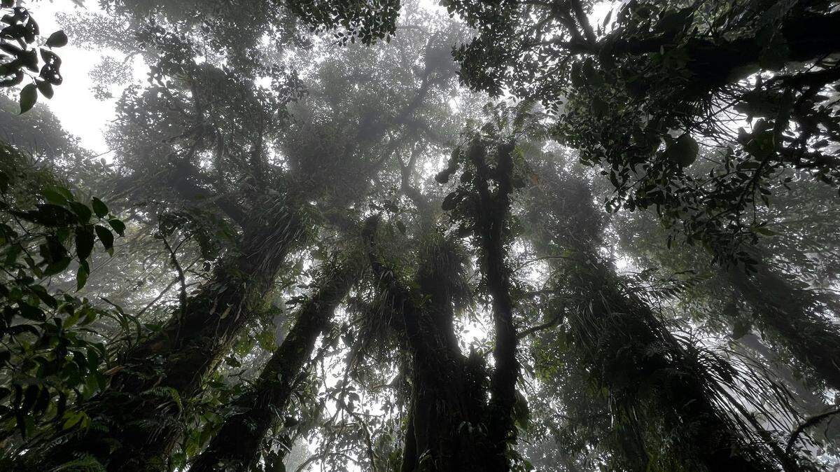 The new orb-weaver species was one of three significant discoveries made during a survey at Ecuador’s Tiputini Biodiversity Station, researchers said.