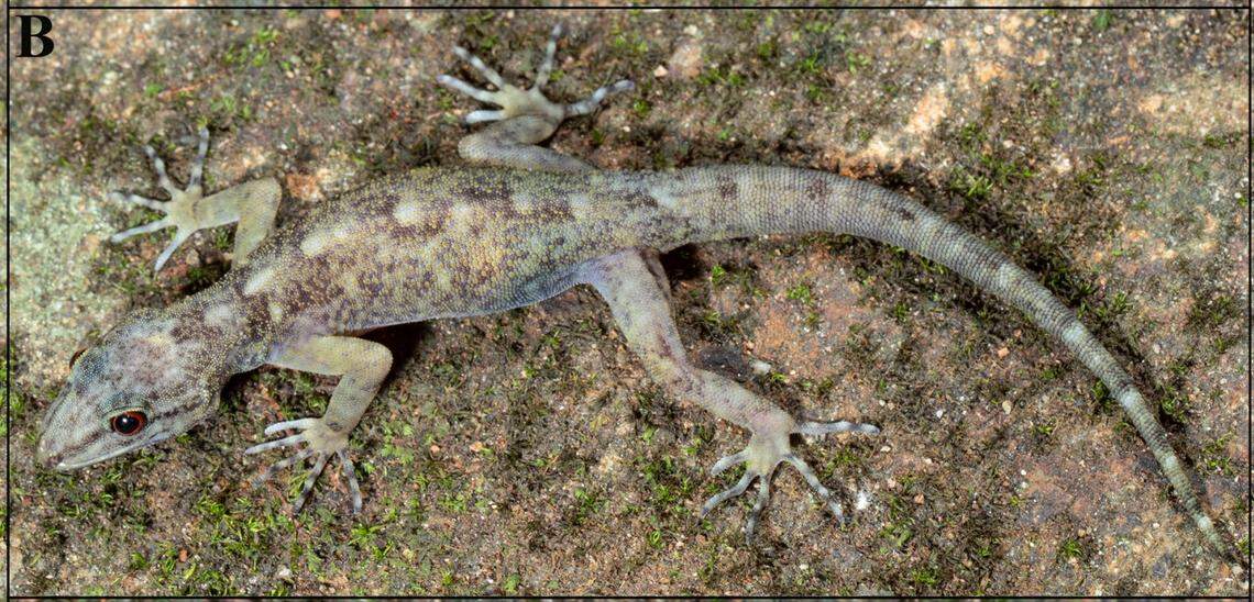 A female Cnemaspis anuradhae, or Anuradha’s dwarf gecko.