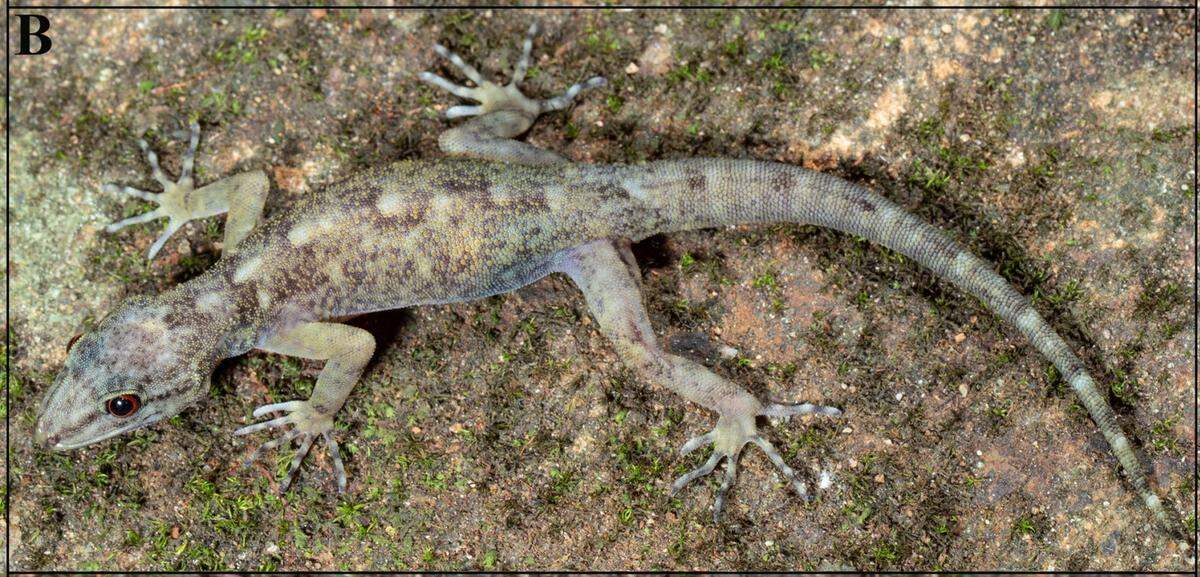 A female Cnemaspis anuradhae, or Anuradha’s dwarf gecko.