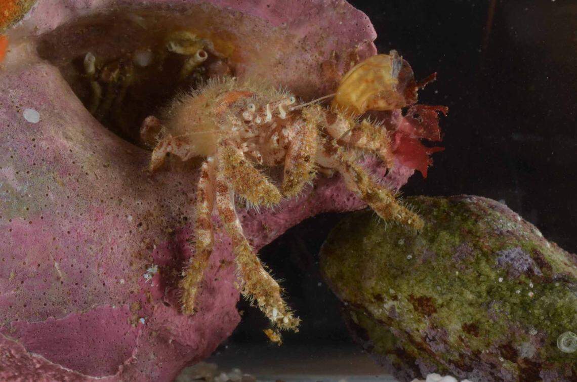 A Cancellus makrothrix, or Hercules hermit crab.