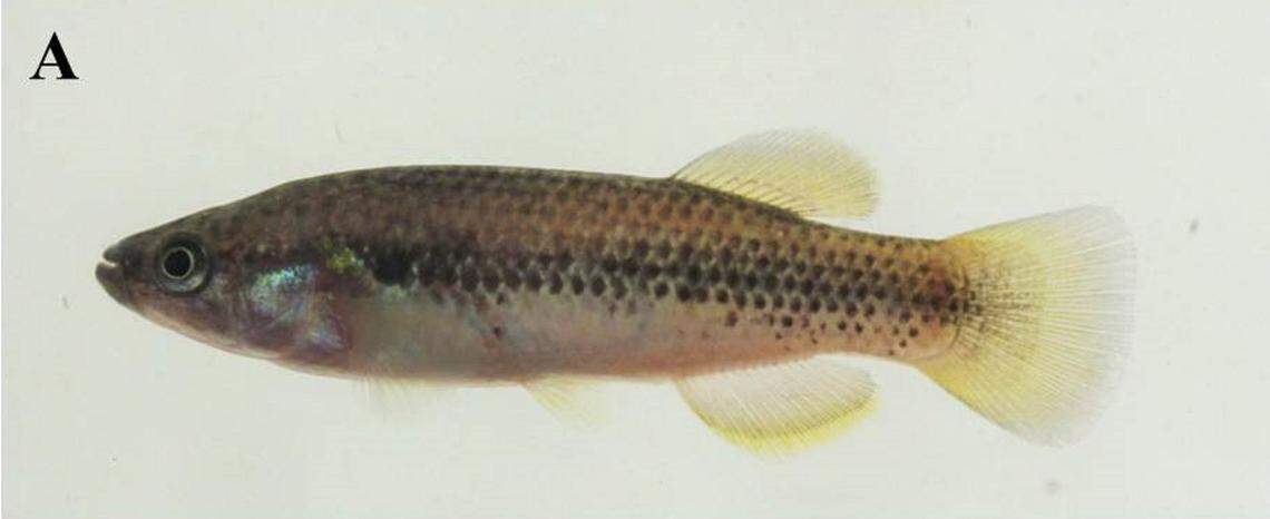 A male Profundulus hectori, or Hector’s killifish.