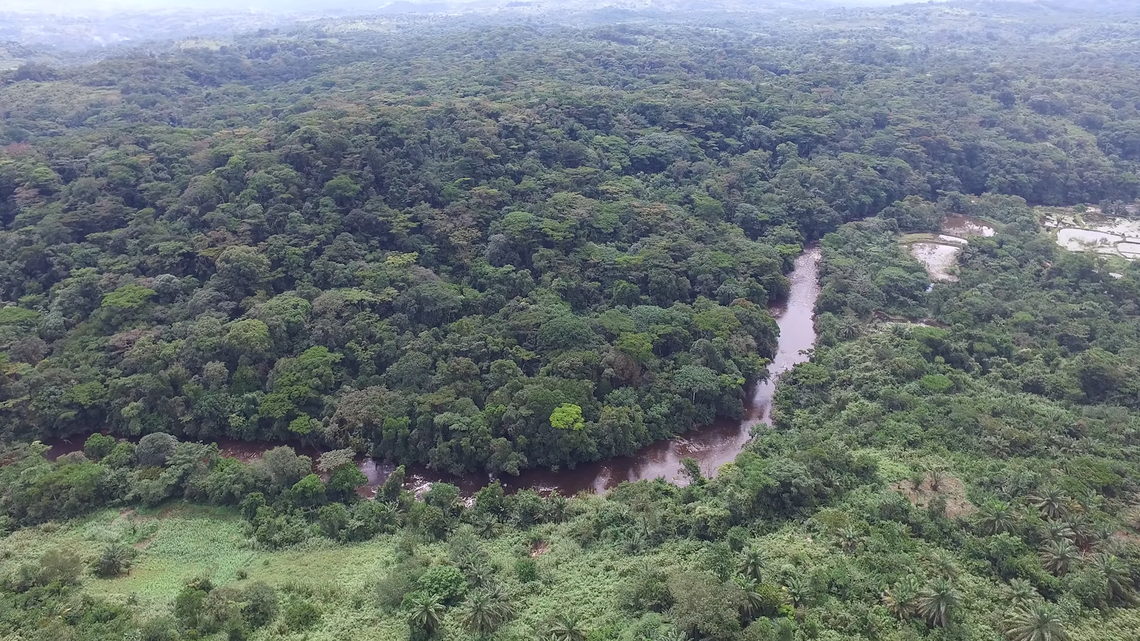 Scientists photographed a “lost bird,” a yellow-crested helmetshrike, in the Democratic Republic of the Congo. Photo shows a representative area of the Itombwe mountains.