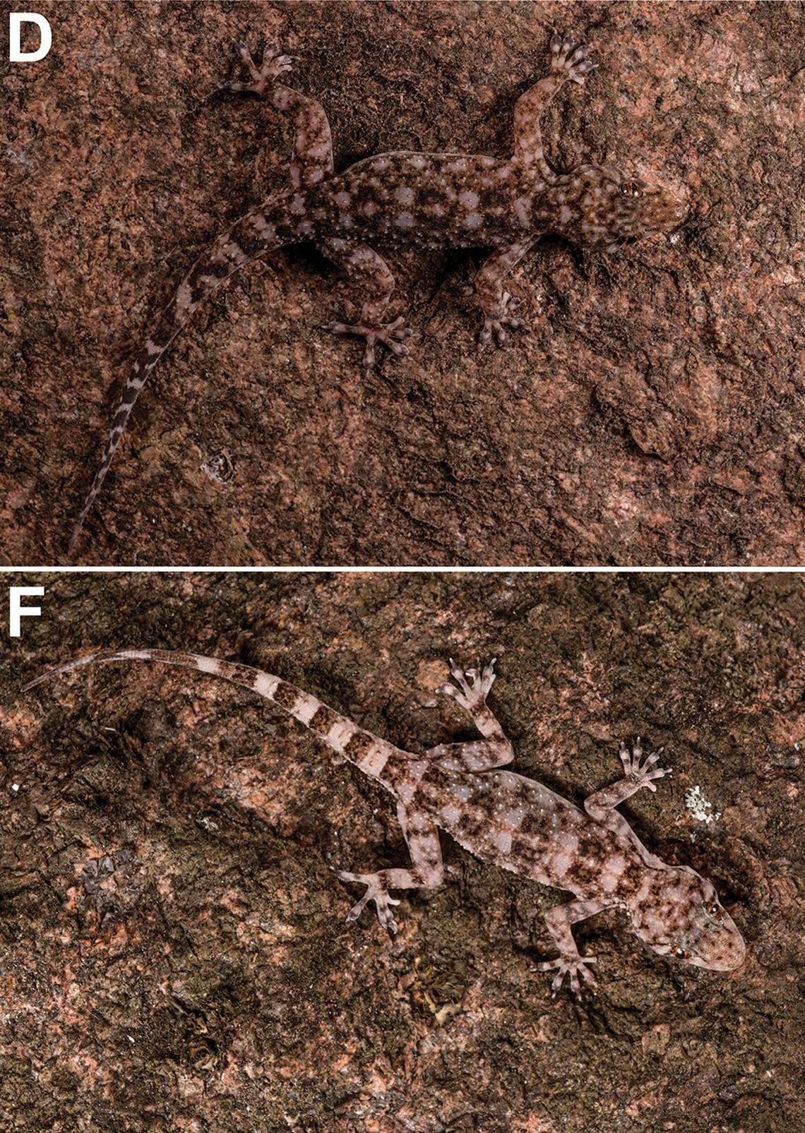 Two Paragehyra tsaranoro, or Tsaranoro half-padded geckos.