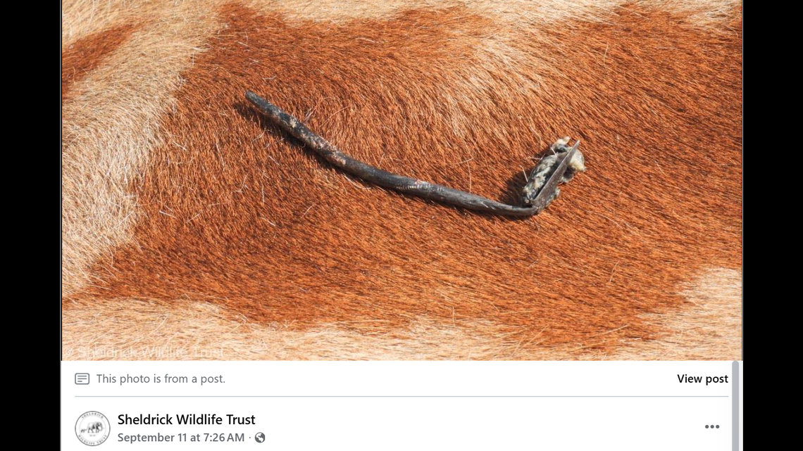 After removing the poisoned arrowhead, rescuers said the male giraffe walked back to his tower mates who were waiting close by.