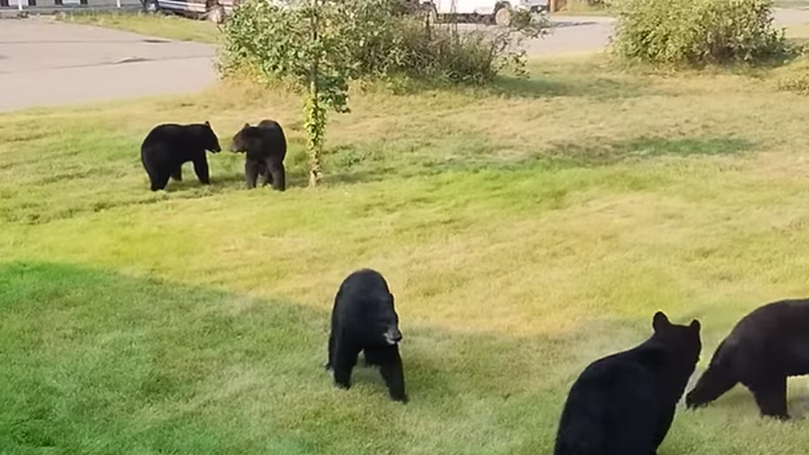 A British Colombia resident looked out the window and found five black bears playing in the yard, “once in a lifetime” video shows.