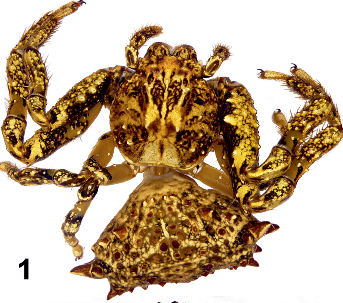 Phrynarachne gorochovi was discovered in the Philippines, marking the first species of the genus recorded in the country, according to the study.