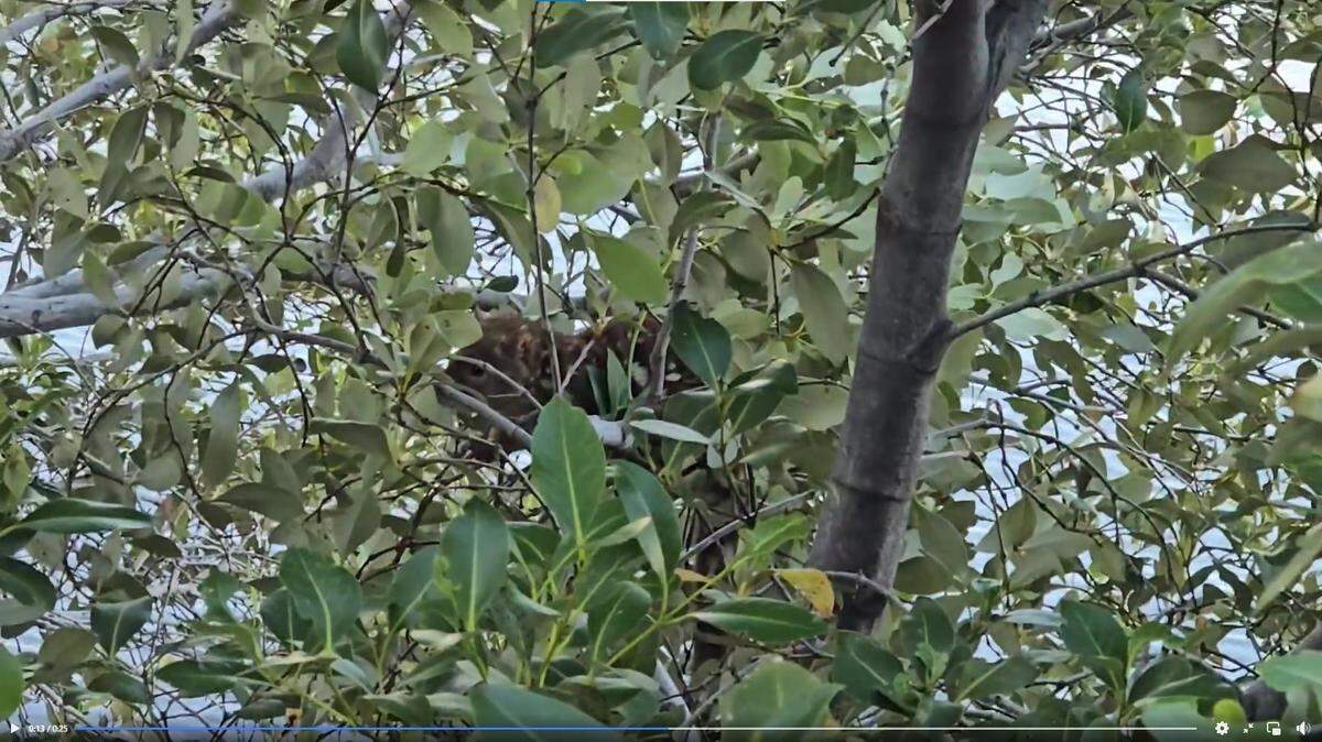 A spotted-tailed quoll was released back into the wild after being found in central Brisbane, rescued and treated for injuries, officials said.