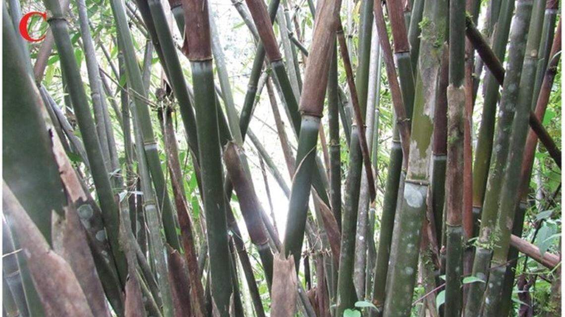 Scientists found an elusive creature with a “heart-shaped” tongue hiding in bamboo in China and discovered a new species, a study said.