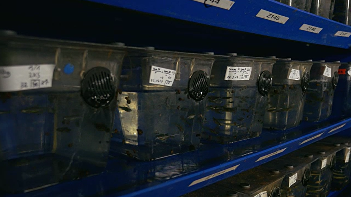 A scientist collected a marine invertebrate colony from northern Russia, raised it in an aquarium and discovered a new species, a study said.