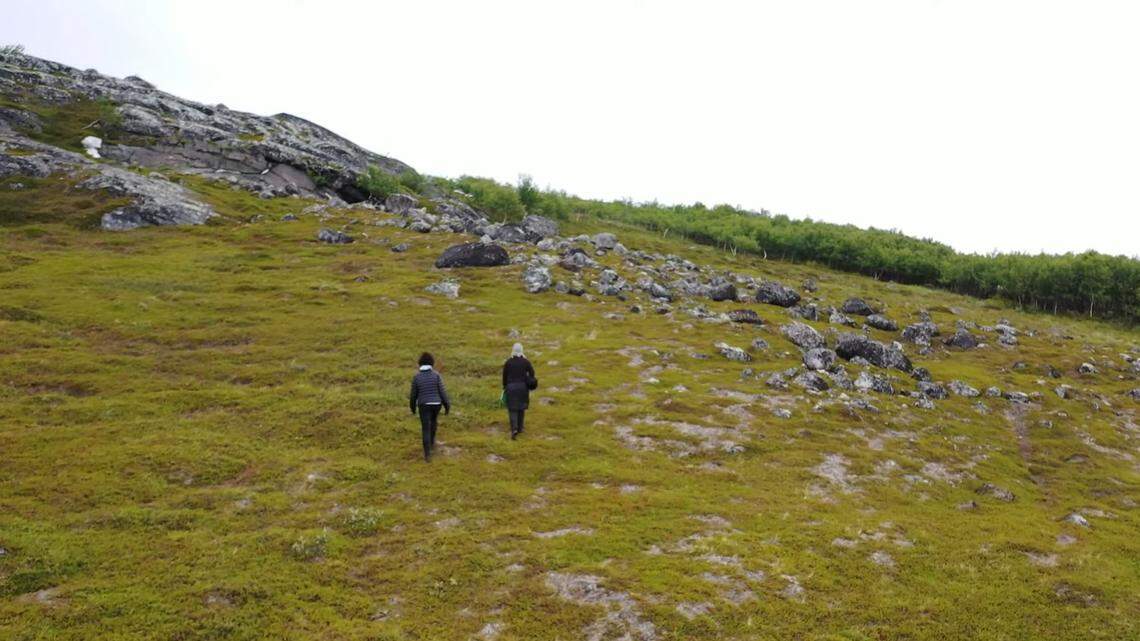 An archaeologist took a shortcut to work in Norway and stumbled on dozens of ancient rock carvings, photos show and a university said.