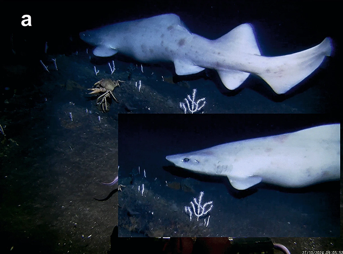 A leucistic false catshark seen in October off the Azores Islands.