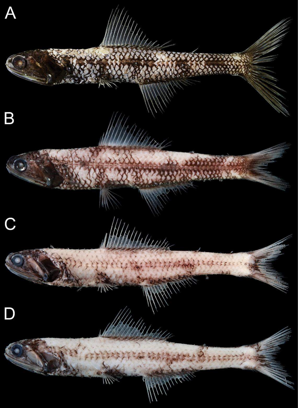 This the first record of the species in Taiwan and the southernmost record in the northwestern Pacific Ocean, according to researchers.