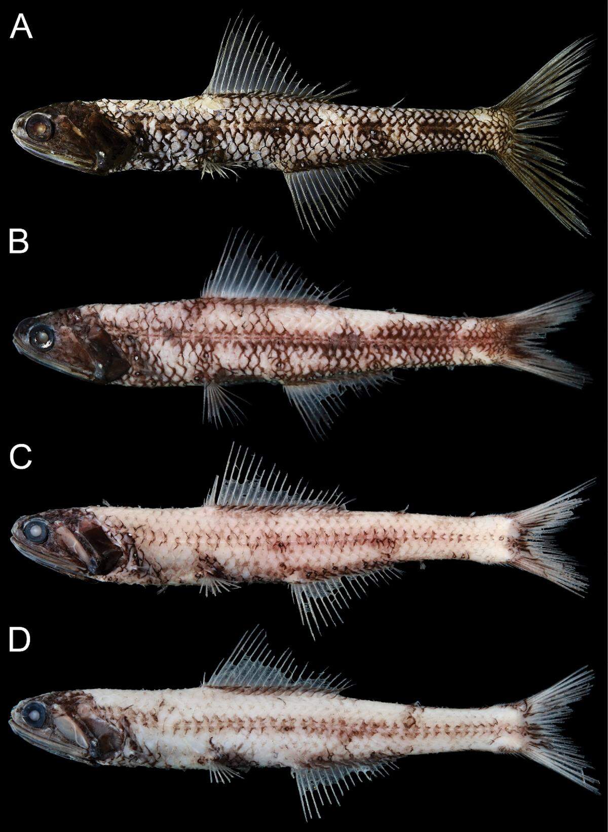 This the first record of the species in Taiwan and the southernmost record in the northwestern Pacific Ocean, according to researchers.