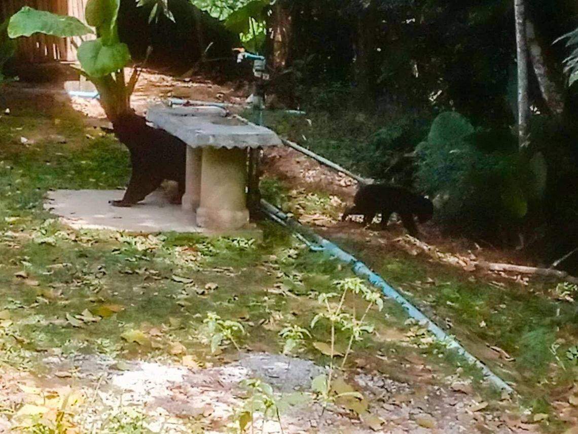 The sun bears seen at Kaeng Krachan National Park.