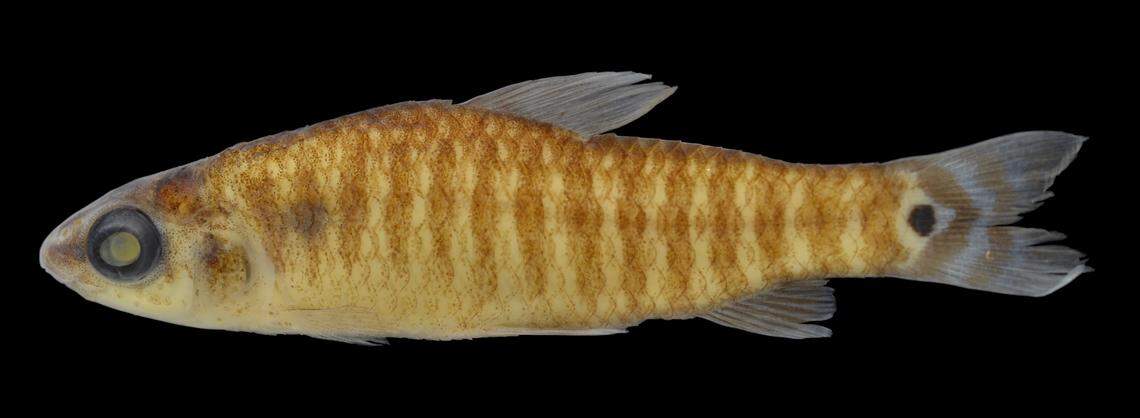 A preserved Nannocharax skeltoni, or Skelton’s darter fish.