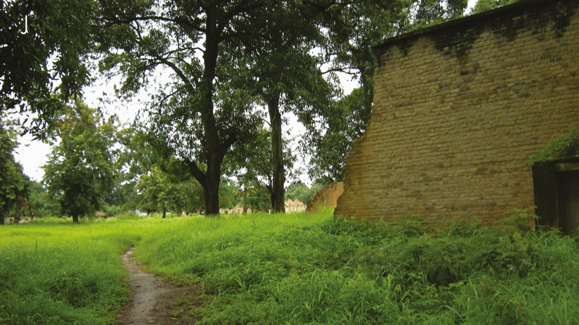 Scientists found a “large” animal with a colorful groin on trees in the Democratic Republic of the Congo and discovered a new species, a study said.