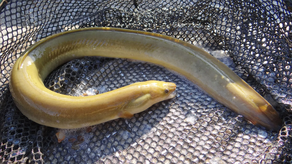 Two people were arrested after the coast guard stopped their boat and found bags of eels being exported illegally, prosecutors said.