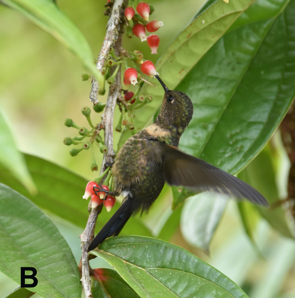 The royal sunangel hummingbird seen at Jungle Dave’s Farm in November 2023.